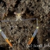 shrimp_cleaner_bhr_tam_h_0004_bal5718.jpg